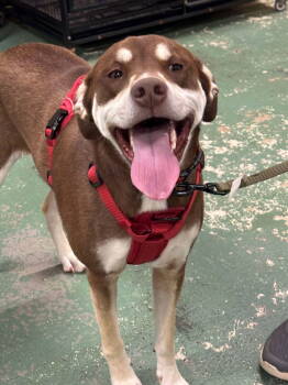 Rescue Husky Dogs for Adoption in Gilberts, Illinois - GEMMA | PetCurious