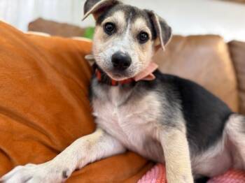 Rosie Posie Baby -  Labrador Retriever and Husky Dog for Adoption in Friendswood, Texas - Rosie Posie Baby | PetCurious