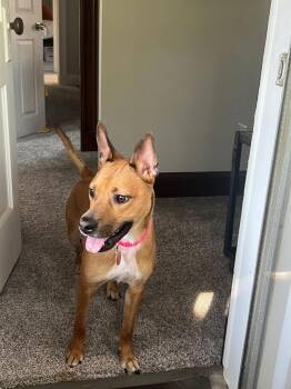 Ruby Doo -  Shepherd and Terrier Dog for Adoption in Saugus, Massachusetts - Ruby Doo | PetCurious