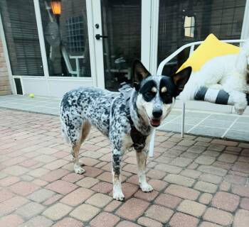 Australian Cattle Dog Blue Heeler Dogs Available for Adoption in Fort Worth, Texas - Daisy Mae | PetCurious