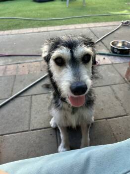 Rescue Schnauzer and Parson Russell Terrier Dogs for Adoption in San Diego, California - Cheyenne | PetCurious