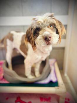 Poodle and Terrier Dogs Available for Adoption - Gordo Jan 26 | PetCurious