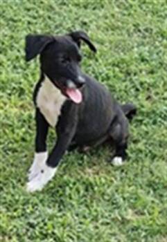 A479786 -  American Staffordshire Terrier Dog for Adoption in Oklahoma City, Oklahoma - A479786 | PetCurious