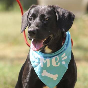 Kobocha -  Labrador Retriever Dog for Adoption in Columbia, South Carolina - Kobocha | PetCurious
