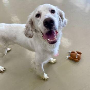 English Setter Dogs Available for Adoption - Nash | PetCurious