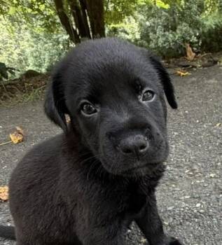 Baby Slinky Dog -  Labrador Retriever Dog for Adoption in Washington, District Of Columbia - Baby Slinky Dog | PetCurious