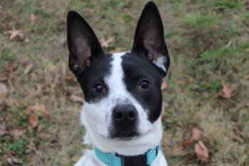 Rescue Mixed Breed Dogs for Adoption in Kansas City, Missouri - Aramis | PetCurious