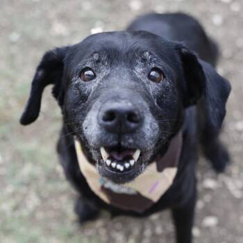 Labrador Retriever Dogs Available for Adoption in San Antonio, Texas - MAYA | PetCurious
