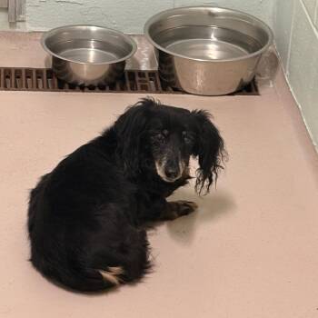 Estella -  Dachshund Dog for Adoption in Newark, New Jersey - Estella | PetCurious