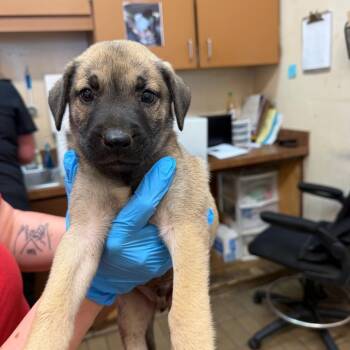 Porter -  Pit Bull Terrier Dog for Adoption in Birmingham, Alabama - Porter | PetCurious