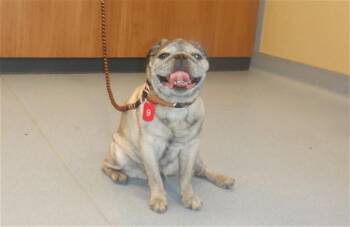 Pug Dogs Available for Adoption in San Jose, California - PUGGLE | PetCurious