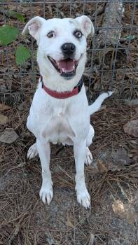 Tori - AVAILABLE TO FOSTER OR ADOPT -  Boxer Dog for Adoption in Clayton, North Carolina - Tori - AVAILABLE TO FOSTER OR ADOPT | PetCurious