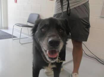 TEQUILA -  Chow Chow and Mixed Breed Dog for Adoption in Ocala, Florida - TEQUILA | PetCurious