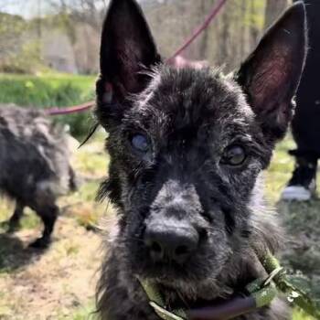 Cairn Terrier Dogs Available for Adoption in Worcester, Massachusetts - Doug | PetCurious