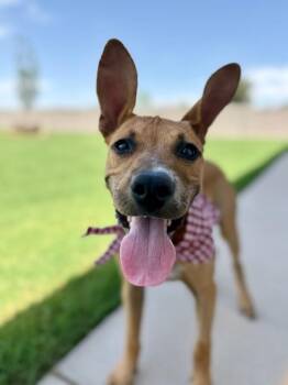 All Ears Atlas -  Pit Bull Terrier Dog for Adoption in Friendswood, Texas - All Ears Atlas | PetCurious