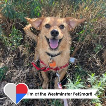 Dime -  Dachshund and Mixed Breed Dog for Adoption in Fort Collins, Colorado - Dime | PetCurious