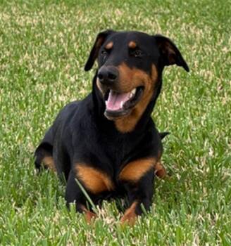 Mixed Breed Dogs Available for Adoption in Dallas, Texas - BILLY | PetCurious