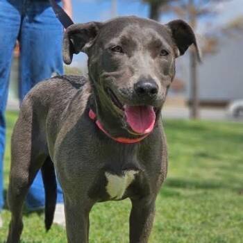 Rescue Labrador Retriever and Shepherd Dogs for Adoption in Broken Arrow, Oklahoma - Coraline | PetCurious