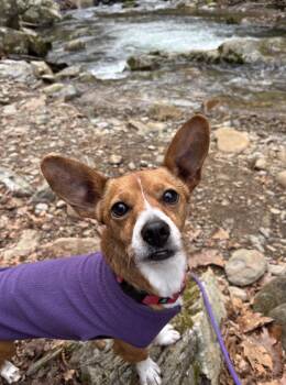 Dennis -  Terrier and Chihuahua Dog for Adoption in Candler, North Carolina - Dennis | PetCurious