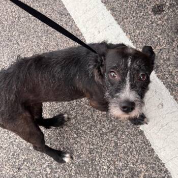 Silver -  Wirehaired Terrier and Miniature Schnauzer Dog for Adoption in Quakertown, Pennsylvania - Silver | PetCurious