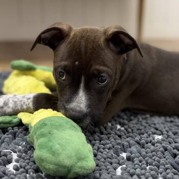 Squints -  Hound and Mixed Breed Dog for Adoption in Chesapeake, Virginia - Squints | PetCurious