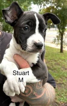 Rescue Mixed Breed Dogs for Adoption in Kenosha, Wisconsin - Stuart | PetCurious