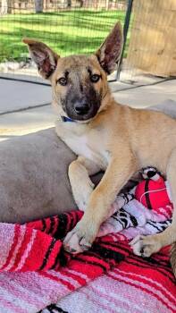 Rescue Shepherd and Mixed Breed Dogs for Adoption in Evergreen, Colorado - Fred | PetCurious