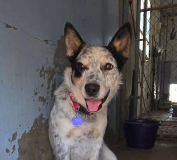 Spots -  Australian Cattle Dog Blue Heeler Dog for Adoption in Tacoma, Washington - Spots | PetCurious