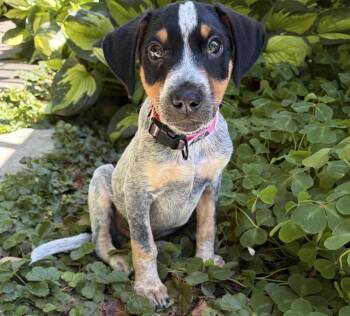 Moe -  Cattle Dog Dog for Adoption in Seattle, Washington - Moe | PetCurious