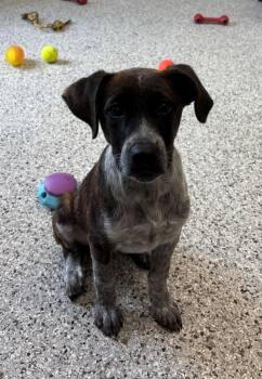 Hound Dogs Available for Adoption in Heath, Ohio - Fezzy (11790) | PetCurious