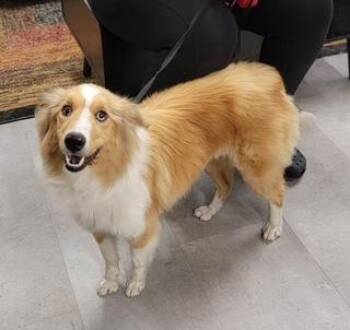 Daisy -  Mixed Breed Dog for Adoption in West Chester, Pennsylvania - Daisy | PetCurious