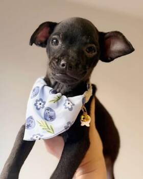 Solona -  Chihuahua and Chiweenie Dog for Adoption in Pflugerville, Texas - Solona | PetCurious