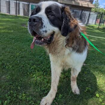 Ferb -  Saint Bernard Dog for Adoption in Valparaiso, Indiana - Ferb | PetCurious