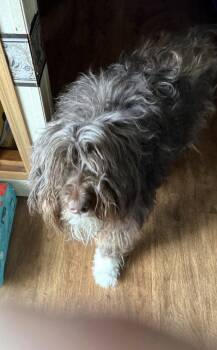 Finley DD -  Standard Poodle and Border Collie Dog for Adoption in Columbia, Tennessee - Finley DD | PetCurious