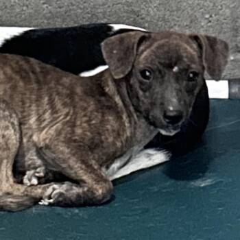 mantis -  Terrier and Mixed Breed Dog for Adoption in Yuma, Arizona - Mantis | PetCurious