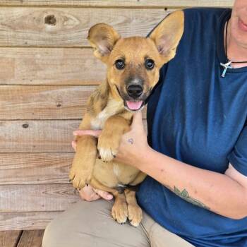 Rescue Cattle Dog and Mixed Breed Dogs for Adoption in Tylertown, Mississippi - Waylon | PetCurious
