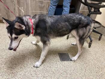 Siberian Husky Dogs Available for Adoption - BROCCOLINI | PetCurious