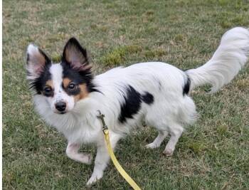 Chihuahua and Papillon Dogs Available for Adoption - Annia  | PetCurious