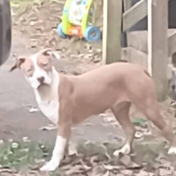Frannie -  Terrier and Mixed Breed Dog Available for Adoption in Little Rock, Arkansas - Frannie | PetCurious