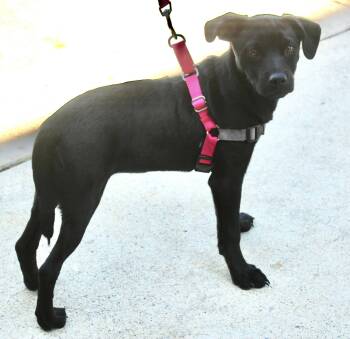 Cora Beth -  Feist and Mixed Breed Dog for Adoption in Stuarts Draft, Virginia - Cora Beth | PetCurious
