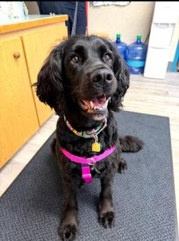 Lolo -  Field Spaniel Dog for Adoption in Florence, Oregon - Lolo | PetCurious