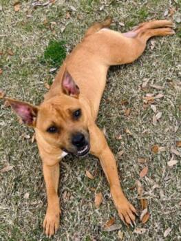 Black Mouth Cur and Mixed Breed Dogs Available for Adoption in Texas City, Texas - SUNNY | PetCurious