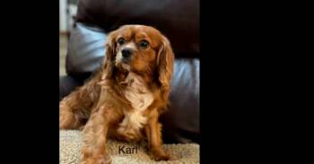 Cavalier King Charles-Karlton -  Cavalier King Charles Spaniel Dog Available for Adoption in Omaha, Nebraska - Cavalier King Charles-Karlton | PetCurious