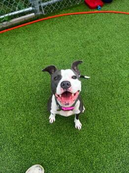 Tequila -  Mixed Breed Dog for Adoption in Detroit, Michigan - Tequila | PetCurious