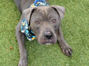 Bambi -  Mixed Breed Dog for Adoption - Bambi | PetCurious
