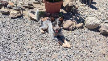 Sausage -  Australian Cattle Dog Blue Heeler Dog for Adoption in Bend, Oregon - Sausage | PetCurious