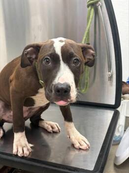 MARYLAND -  American Staffordshire Terrier Dog for Adoption in Fort Lauderdale, Florida - MARYLAND | PetCurious