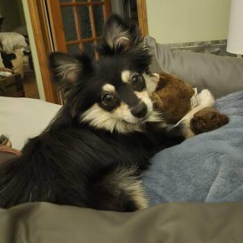 Noah -  Pomeranian and Chihuahua Dog for Adoption in Toronto, Ontario - Noah | PetCurious