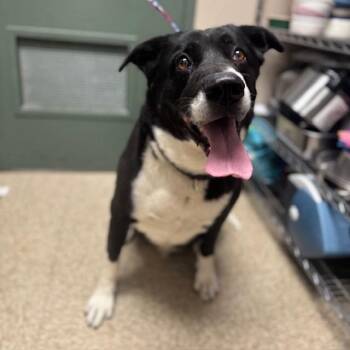 Border Collie Dogs Available for Adoption - TAZ | PetCurious