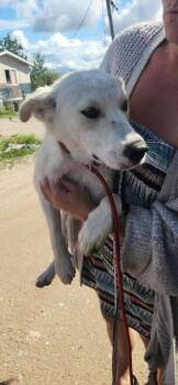 Marlo -  Shepherd and Mixed Breed Dog for Adoption in Calgary, Alberta - Marlo | PetCurious